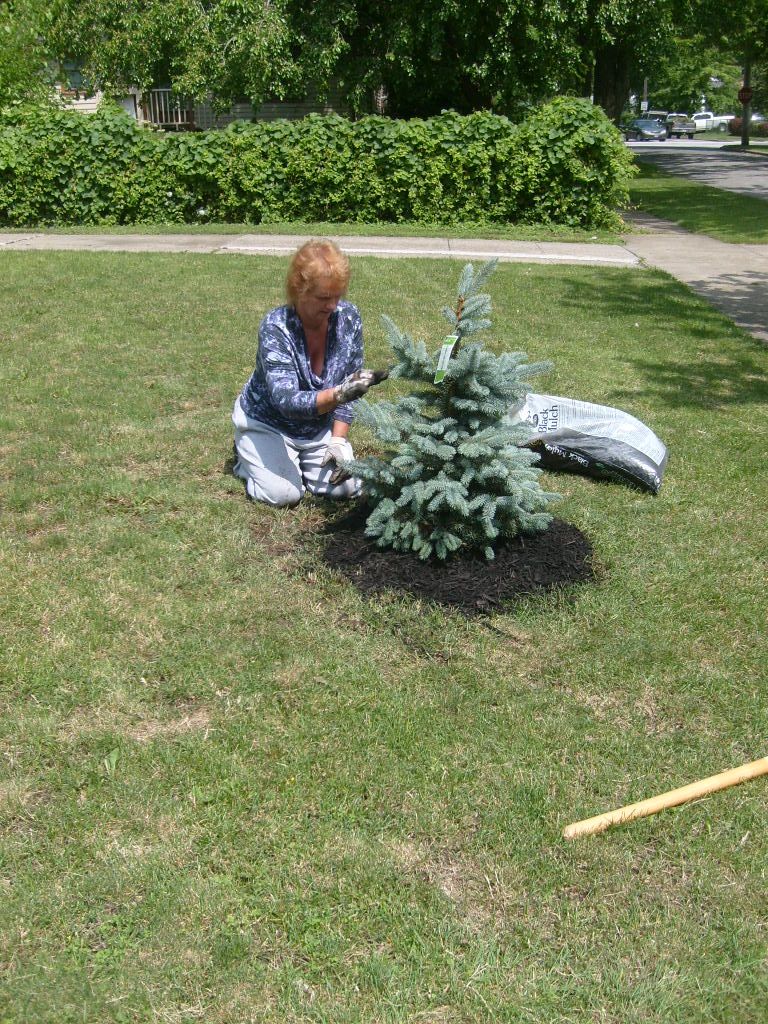 planting blue spruce seeds